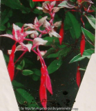 Etikett Fuchsia Magellanica ???