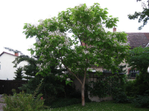 Catalpa Bignonioides