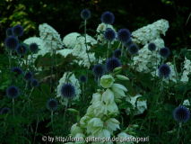 Eichenblättrige Hortensie mit Kugeldiste