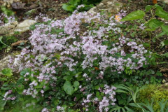 Thalictrum kiusianum