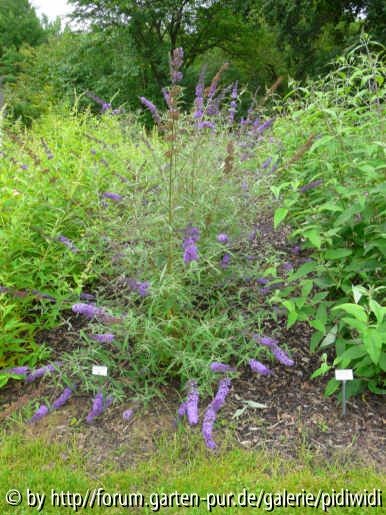 Buddleja davidii Nanho Blue