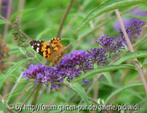 Buddleja davidii Nanho Blue Blüte