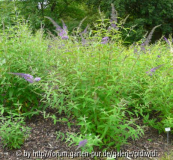 Buddleja davidii Foxtail