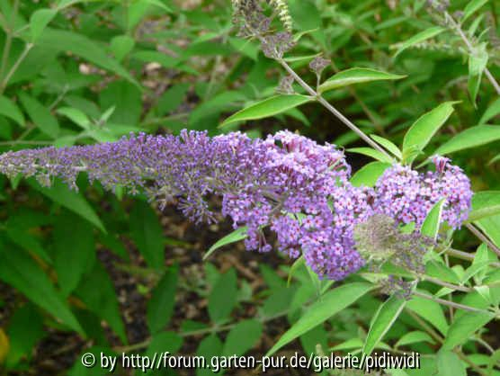 Buddleja davidii Foxtail Blüte