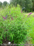 Buddleja davidii Attraction