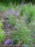 Buddleja davidii Nanho Petite Indigo