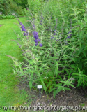 Buddleja davidii Adokeep (Adonis Blue)