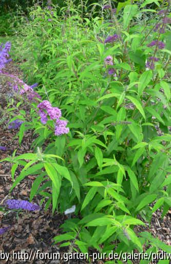 Buddleja davidii Nike