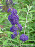 Buddleja davidii Adokeep Blüte