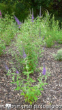 Buddleja davidii Southcomb Splendour