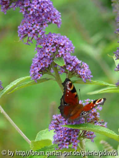 Buddleja davidii Southcomb Splendour Blüte