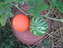 Wassermelone Crimson Sweet