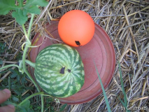 Wassermelone Crimson Sweet