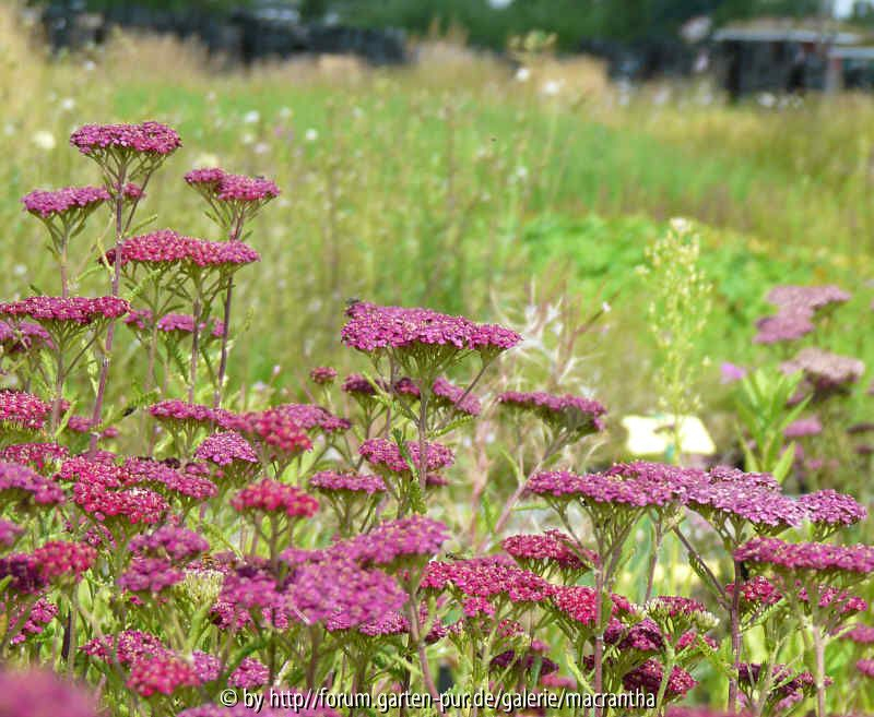 Achillea Sammetriese Übersicht