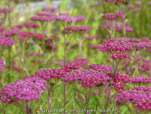 Achillea Sammetriese Blüte