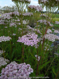 Achillea Lilac beauty Übersicht