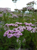 Achillea Lilac Beauty Blüte