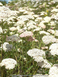 Achillea Lachsschönheit Übersicht