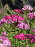 Achillea Heidi Blüte