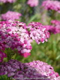 Achillea Heidi Blüte verbleicht