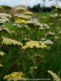 Achillea Credo Blüte