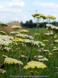 Achillea Credo Überblick