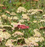 Achillea Brilliant Übersicht