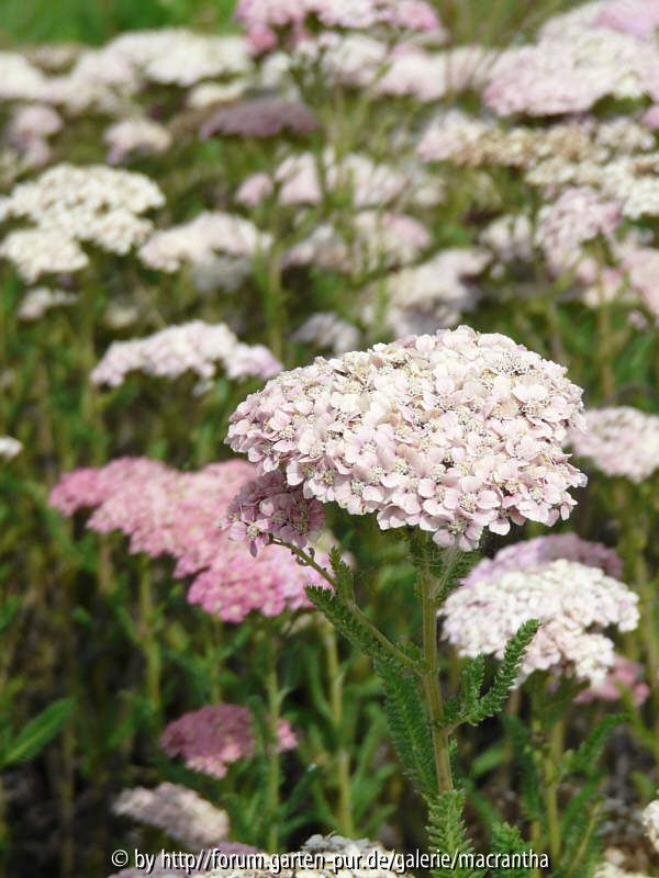 Achillea Wesersandstein Übersicht