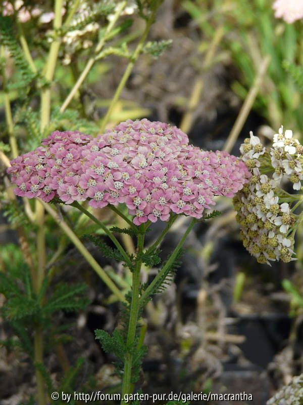 Achillea Wesersandstein frische Blüte