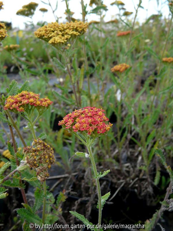 Achillea Walter Funke Übersicht