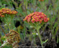 Achillea Walter Funke Blüte