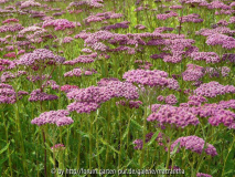 Achillea Velour Übersicht