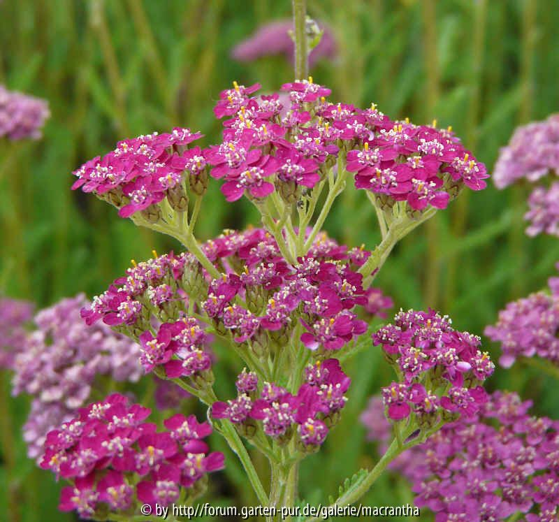 Achillea Velour frische Blüte