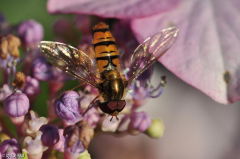 Schwebfliege in der Abendsonne