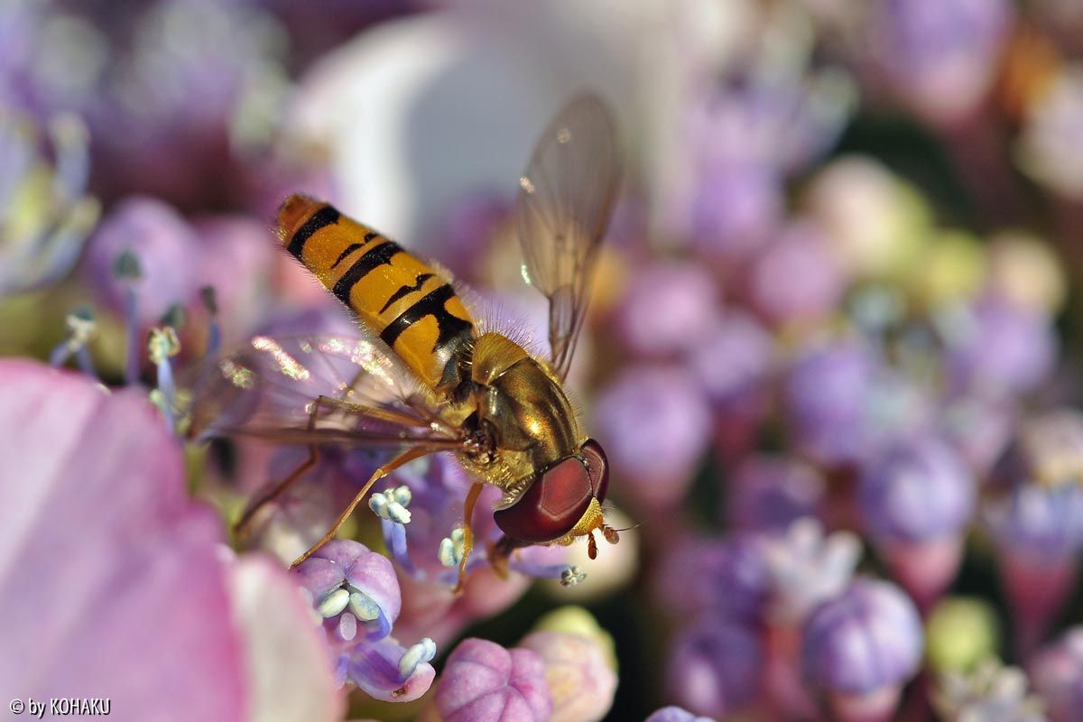 Schwebfliege in der Abendsonne 2