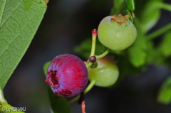 unreife Blaubeeren