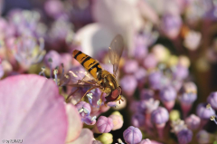 Schwebfliege,Originalgrösse,unbearbeitet