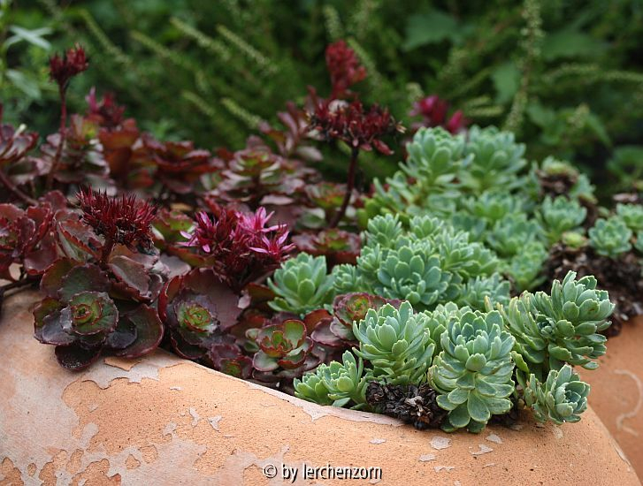 Sedum-Pot-Pourri