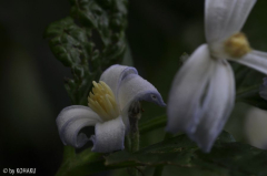 Clematis jouiniana?