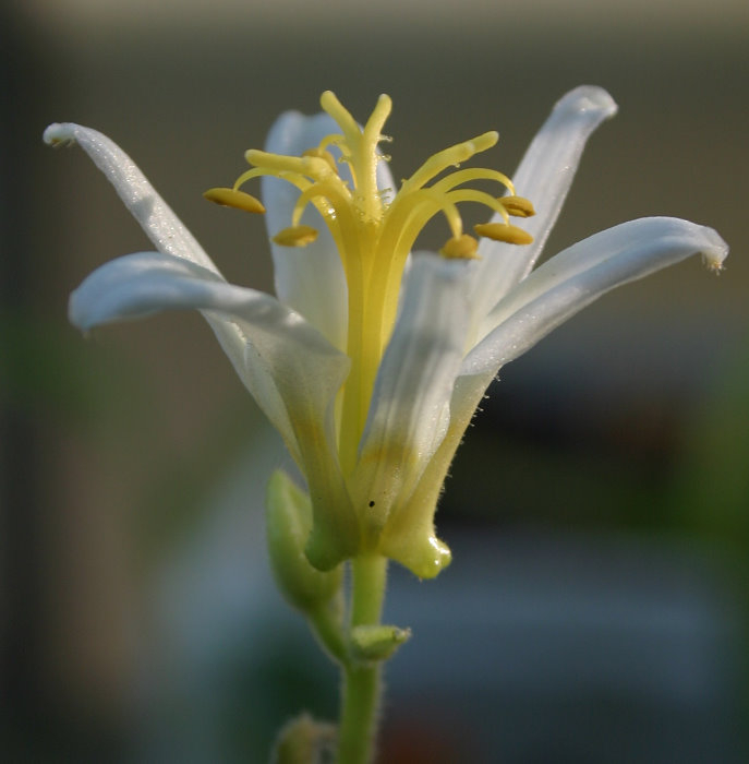 Tricyrtis formosana alba