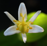 Tricyrtis formosana alba