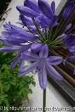 Agapanthus