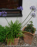 Agapanthus Sämling