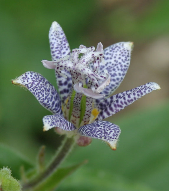 Tricyrtis hirta