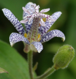 Tricyrtis hirta