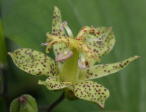 Tricyrtis puberula