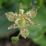 Tricyrtis puberula