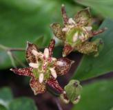 Tricyrtis puberula