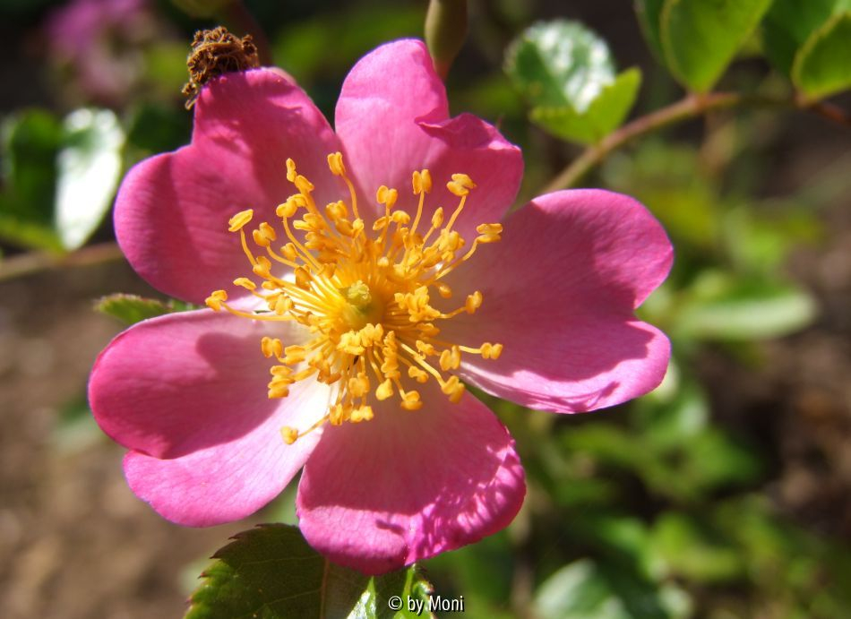 Rosa Sternenflor