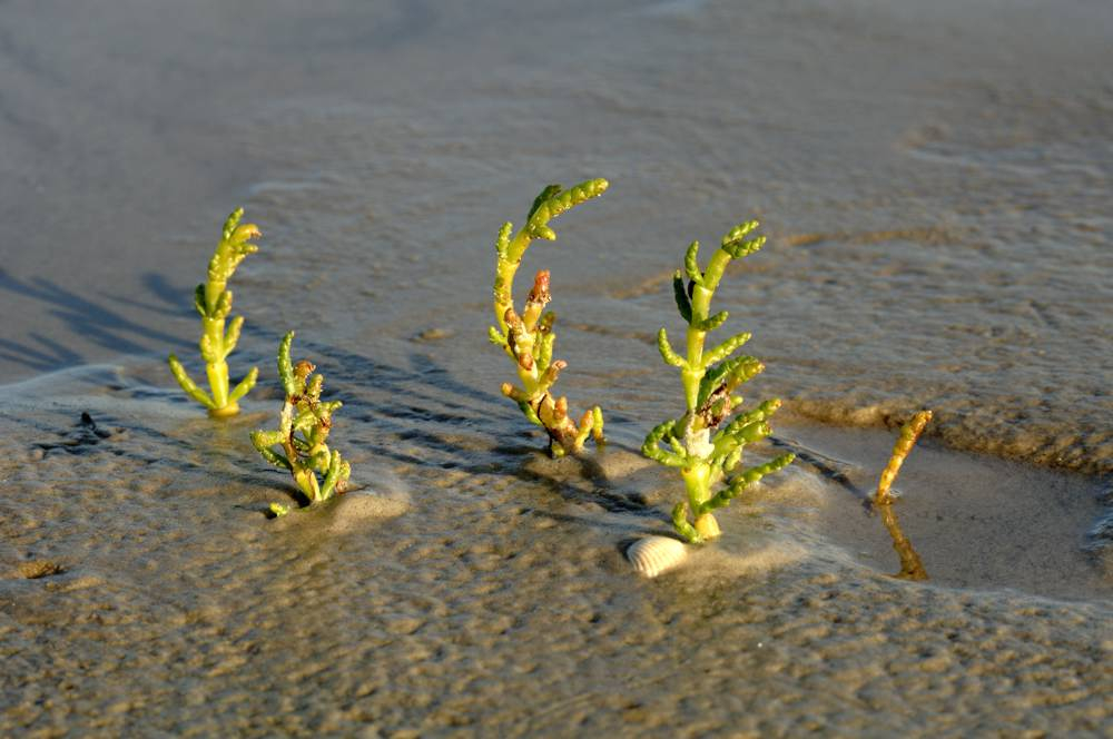 Westerhever Aug 8